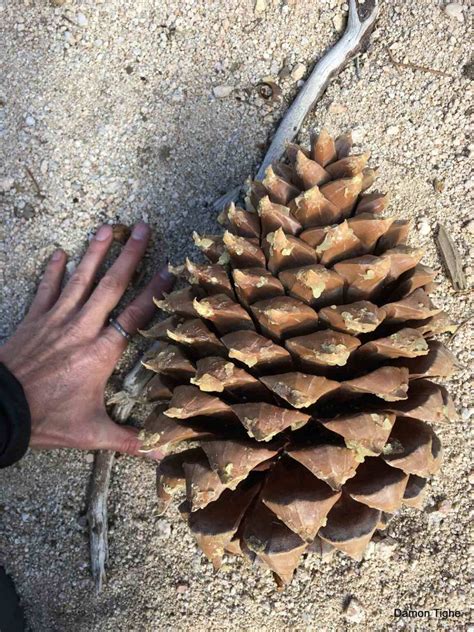 The Widowmaker Pine Cone Is the World's Largest: It’s So Big It Can ...