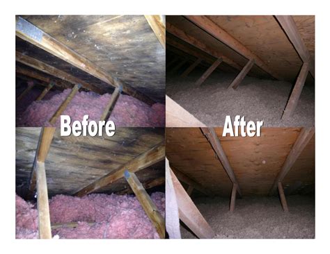 Attic Mold Removal