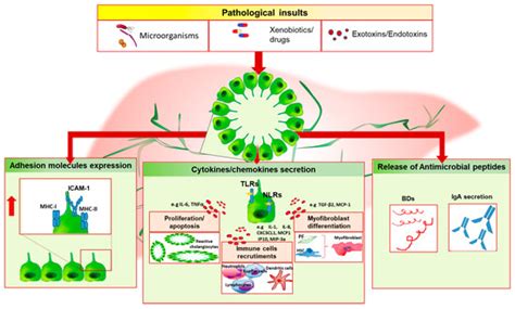 Inflammation and the Gut-Liver Axis in the Pathophysiology of ...