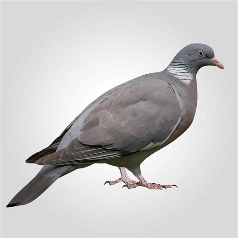 Types of Pigeon | Pigeon Breeds | Vergo Pest Management