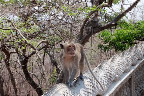 Alleged macaque-smuggling ring exposed as U.S. indicts Cambodian officials