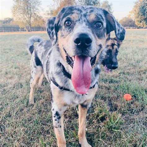 Australian Shepherd Lab Mix: Is It the Right Breed for You?