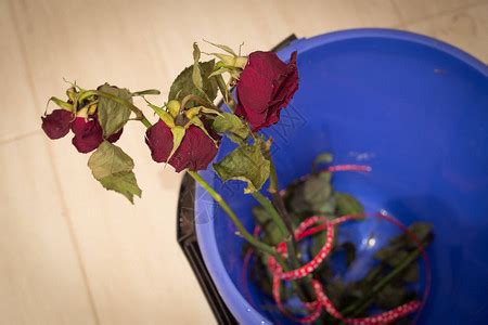 真有人去垃圾桶捡玫瑰？江苏男子捡花回家送老婆，妻子态度很现实 - 哔哩哔哩