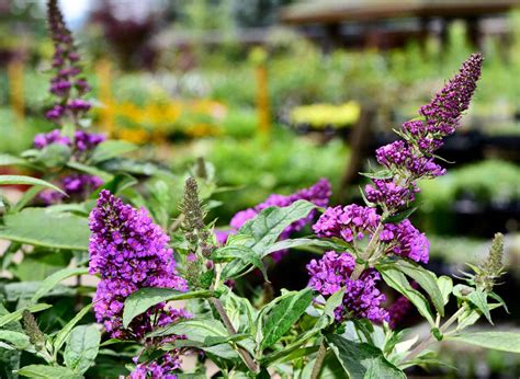 20 Butterfly Bush Varieties to Add Your Garden This Year