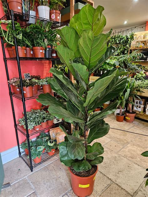 Ficus lyrata (Fiddle leaf fig) Care Guide, Tips & FAQs & Between Two Thorns