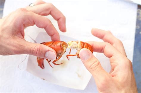 Spectacular Info About How To Cook And Eat Crawfish - Settingprint