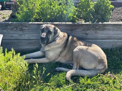 Turkish Boz Shepherd – A large, loyal, and gentle breed – Wag Pet Boutique