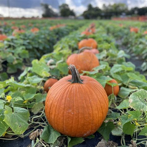 Bedner’s farm pumpkin patch fall festival – Artofit