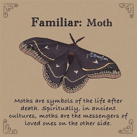 Best 13 Moth Symbolism & Spiritual Meanings Of Seeing Moths – Artofit