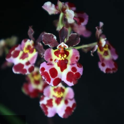 Tolumnia Orchid Jairak Flyer Cartoon