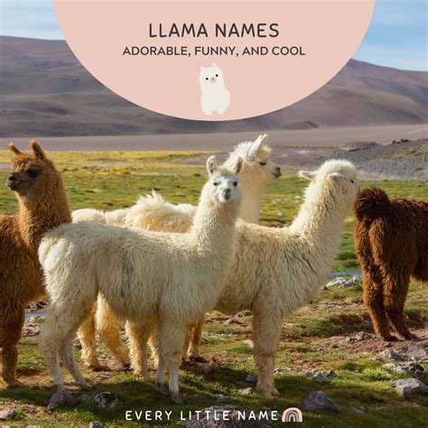 220+ Best Llama Names (Adorable, Funny, and Cool) - Every Little Name