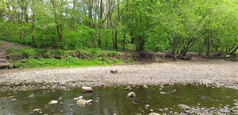 Midsummer Wild Medicine Walk - Burrs country park, Burrs Country Park ...