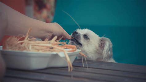 Can dogs eat shrimp? Raw, breaded or fried shrimp, no!