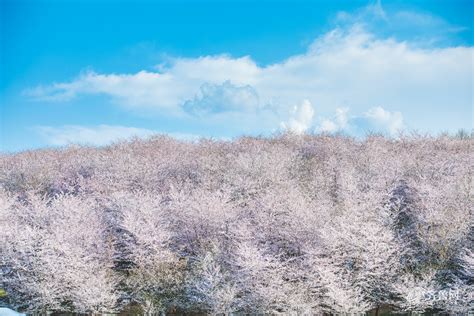 樱花雨纷飞，唯美樱花图集_花海旅途 - 花卉网