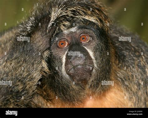 Female South American white faced saki monkey (Pithecia pithecia ...