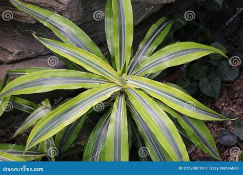 A Corn Plant, Dracaena Fragrans, with Variegated Light Green, Dark ...