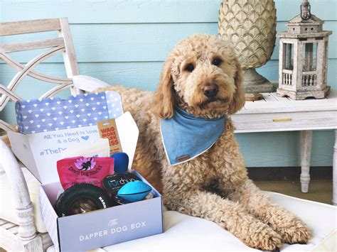 The Dapper Dog Box Selects Consumer51 as Digital Marketing and SEO Agency