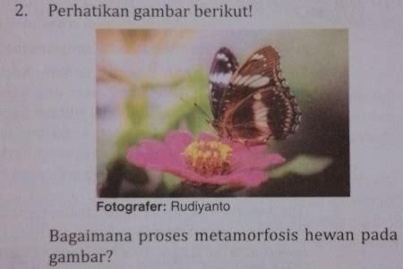 Solved: Perhatikan gambar berikut! Fotografer: Rudiyanto Bagaimana ...