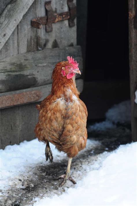 Is My Chicken Cold at Maria Morris blog