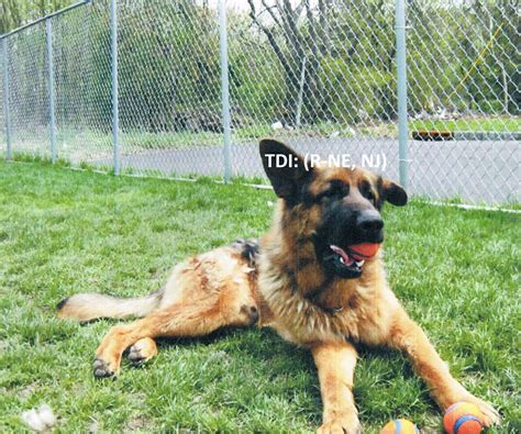 Can German Shepherds Get Sick In The Rain