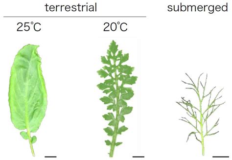 Heterophylly: Phenotypic Plasticity of Leaf Shape in Aquatic and ...