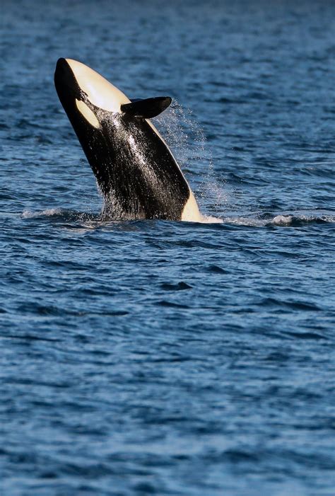 Orca Whale Diet Spotlight On Species: Orca Whales In The Wild