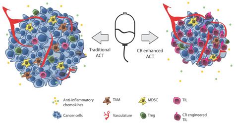 Chemokine Receptors and Exercise to Tackle the Inadequacy of T Cell ...