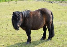 Image result for Purple Pony Europe