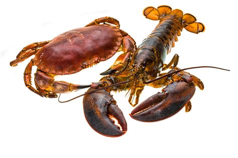Premium Photo | Raw lobster and crab