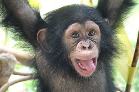Image result for Monkey Using Computer Meme