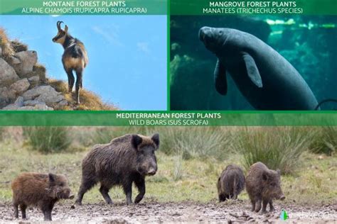 Forest Environment 的图像结果