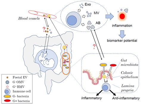 Host- and Microbiota-Derived Extracellular Vesicles, Immune Function ...