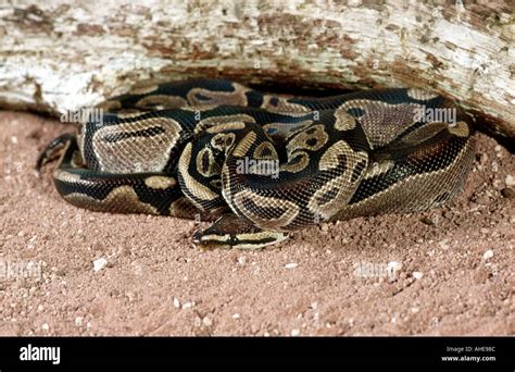 Pythonidae Ball Python 的图像结果