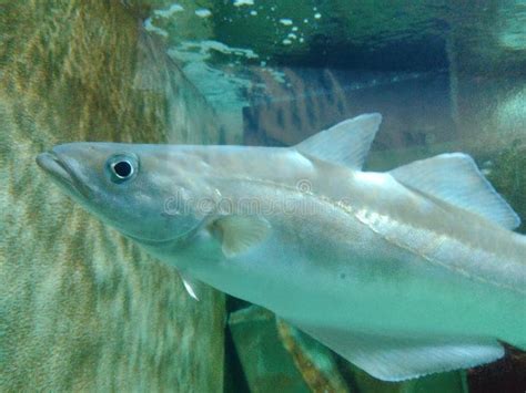 Cod Fish Swimming 的图像结果