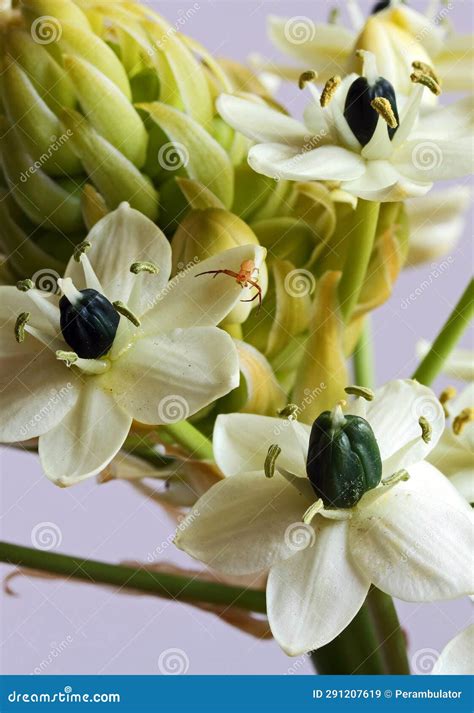 SMALL RED SPIDER on a CLUSTER of WHITE CHINCHERINCHEE FLOWERS Stock ...