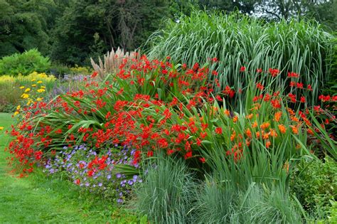 Plants for Growing Zone 8a | Great Garden Plants