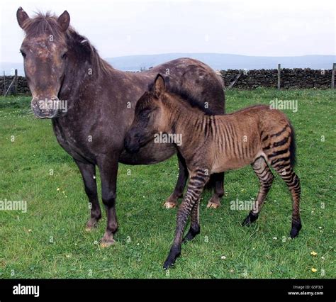 Zebra Horse Mix