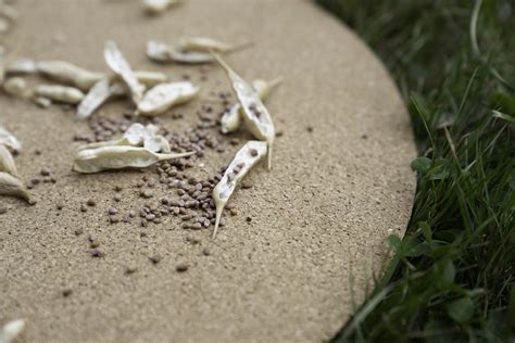 Radish Seed Harvesting — PLANT FOR CHANGE