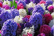 fiori bulbo piante e fiori giacinto hyacinthus fiori bulbo piante e fiori giacinto hyacinthus