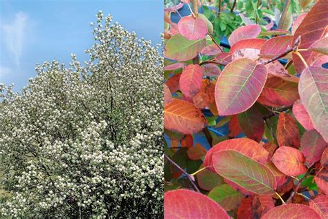 Serviceberry autumn brilliance fruit - megawest