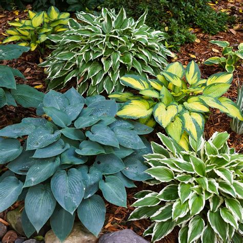 Hosta, Plantain Lily 'Assorted' (Hosta hybrid) - MyGardenLife