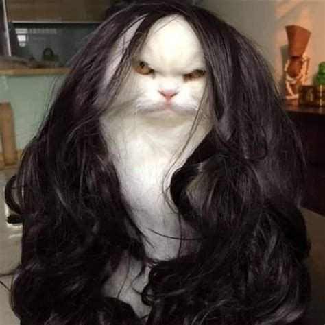Cats In Wigs