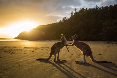 Where To See Kangaroos In Sydney