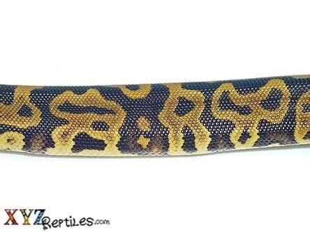 Image result for Leopard Yankie Ball Python