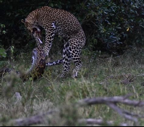 Image result for Jaguar vs Python