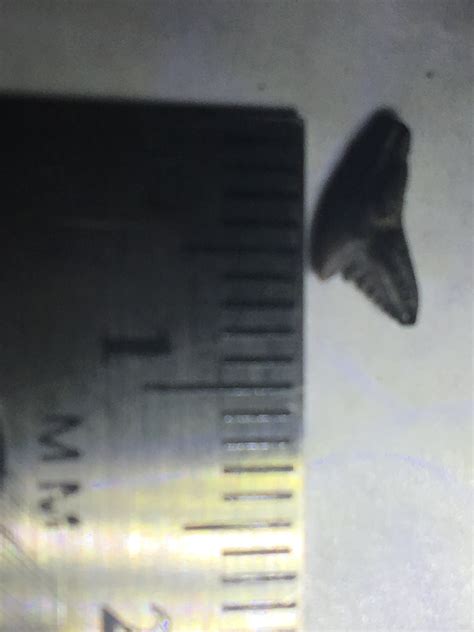 Teeth and other items - Fossil ID - The Fossil Forum