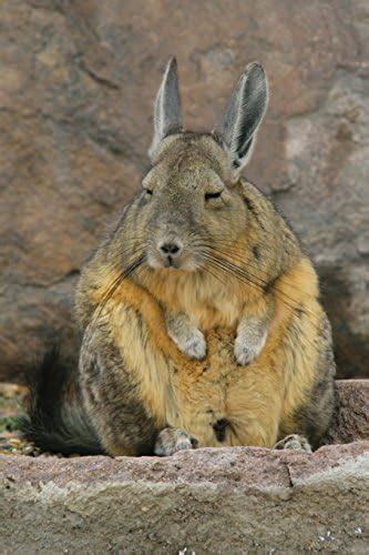 Vizcacha, a Type of Chinchilla in Chile Journal: 150 Page Lined ...