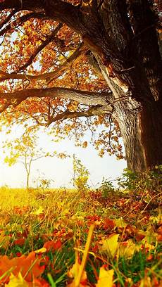 Fall Iphone Wallpaper Hd by Hd Fall Wallpapers 60 Images Fall Iphone Wallpaper Hd