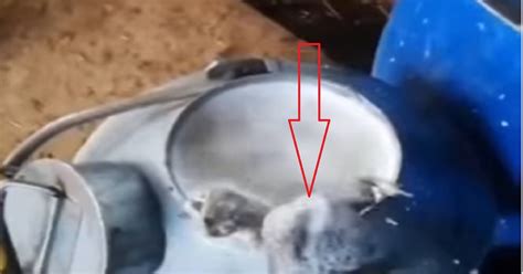 दूधवाले भैया की लापरवाही, केन से फुदक-फुदक कर निकले मेंढक, वीडियो देख ...