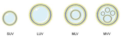 Natural Compounds in Liposomal Nanoformulations of Potential Clinical ...